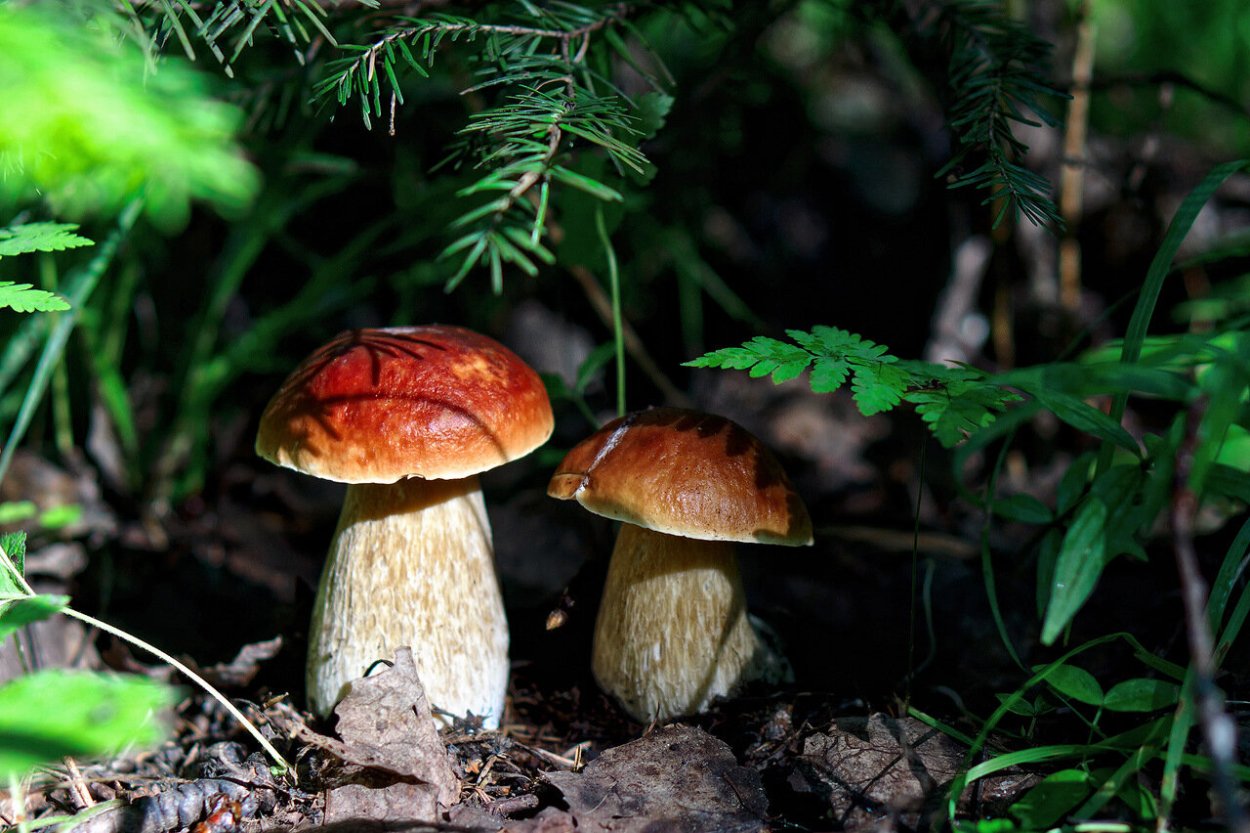 Грибы заповедника Брянский лес