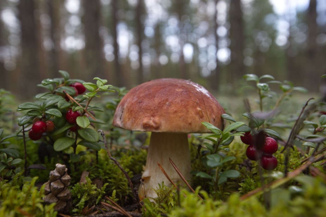 Лес грибы ягоды