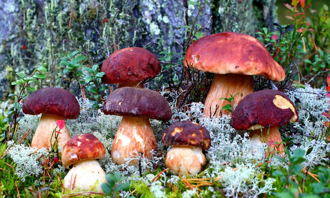 Гриб Боровик