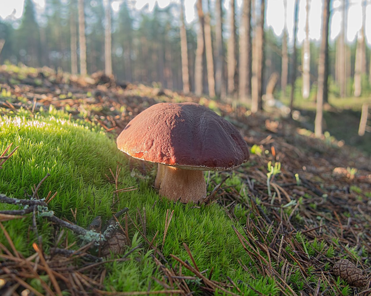 Поляна подберезовиков