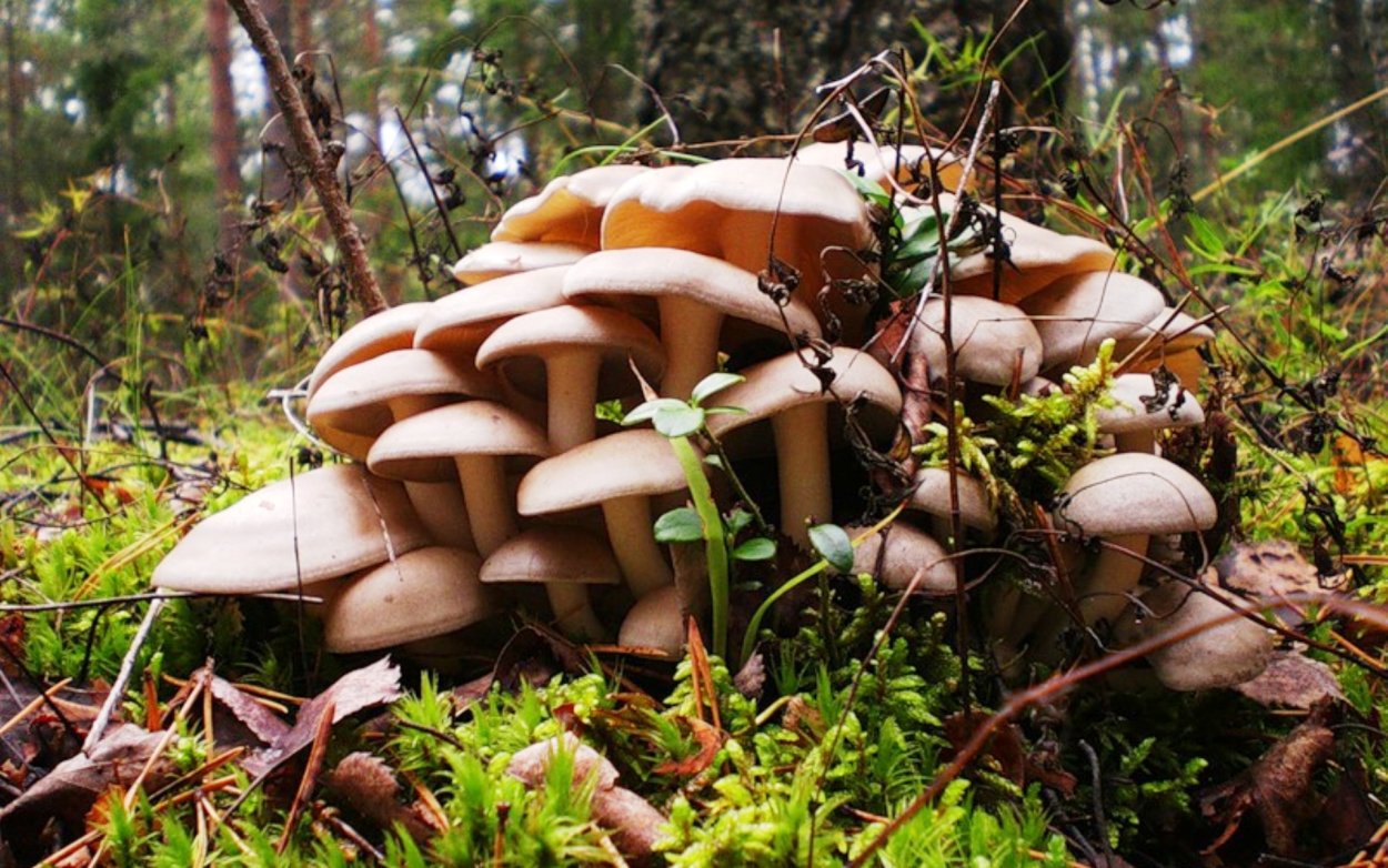 Грибная Поляна в лесу