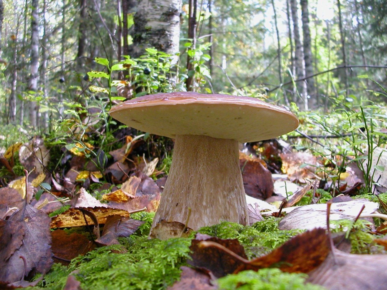 Большие белые грибы в лесу