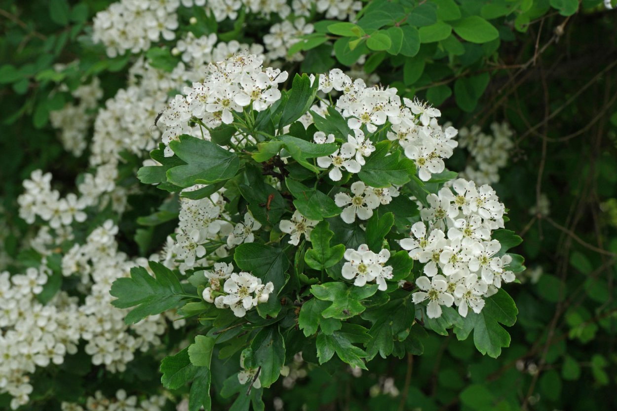 Crataegus douglasii