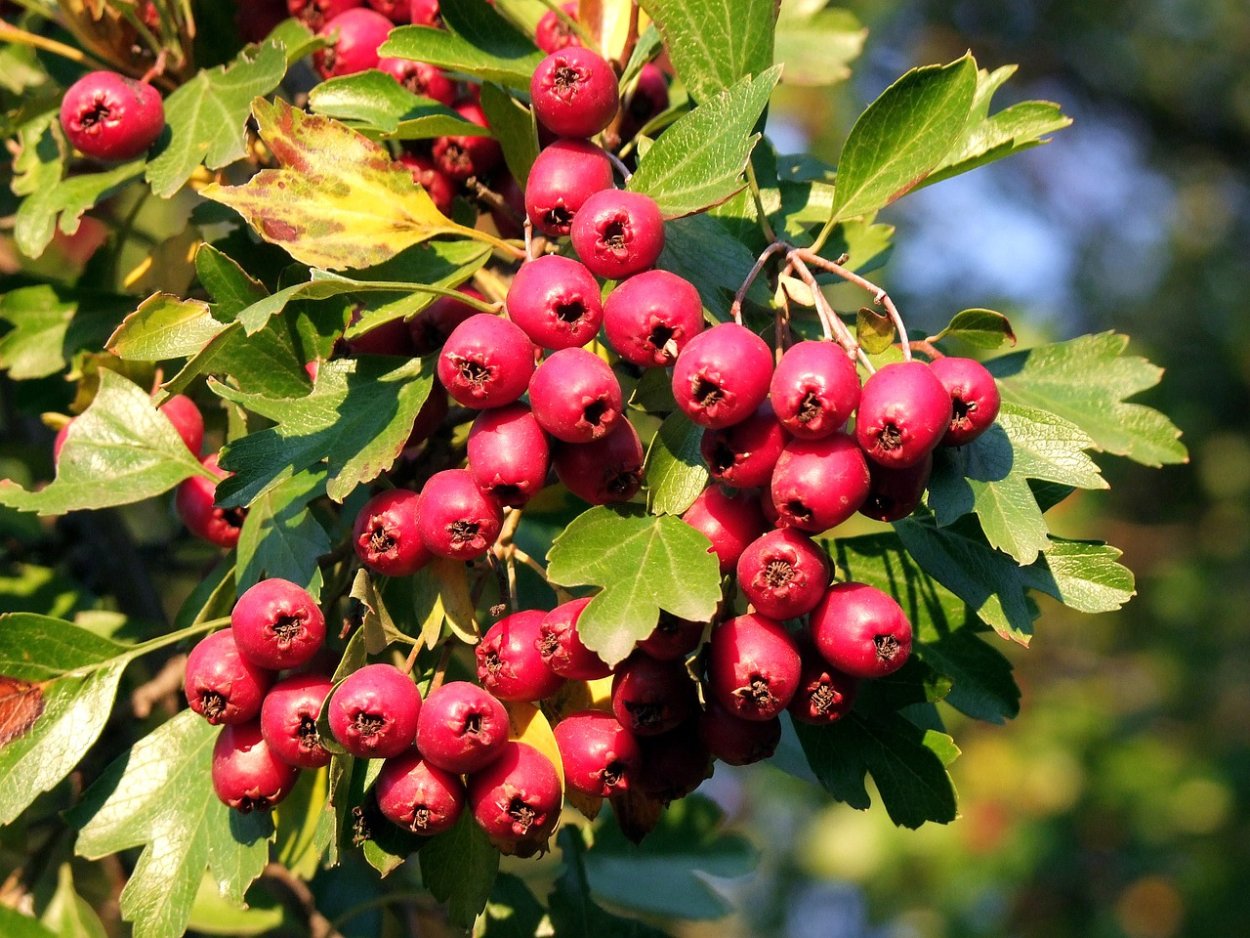 Crataegus pentagyna