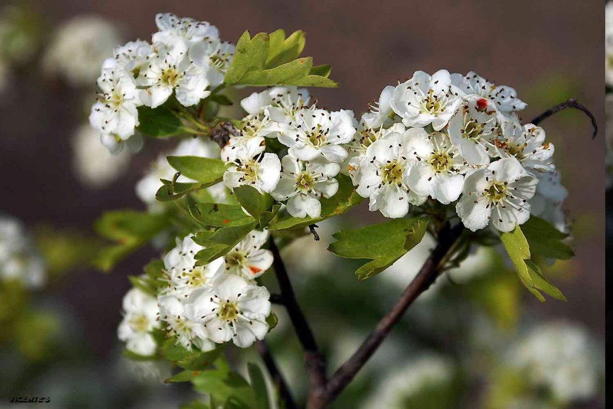 Боярышник однопестичный