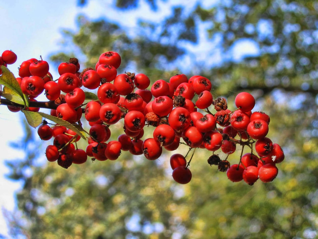 Боярышник черный - Crataegus nigra