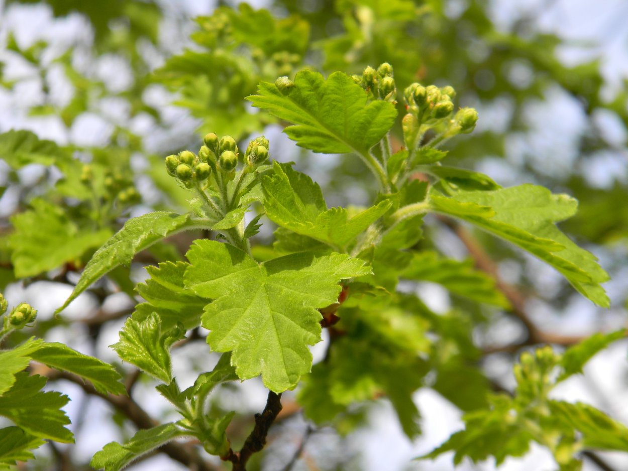 Боярышник Приречный