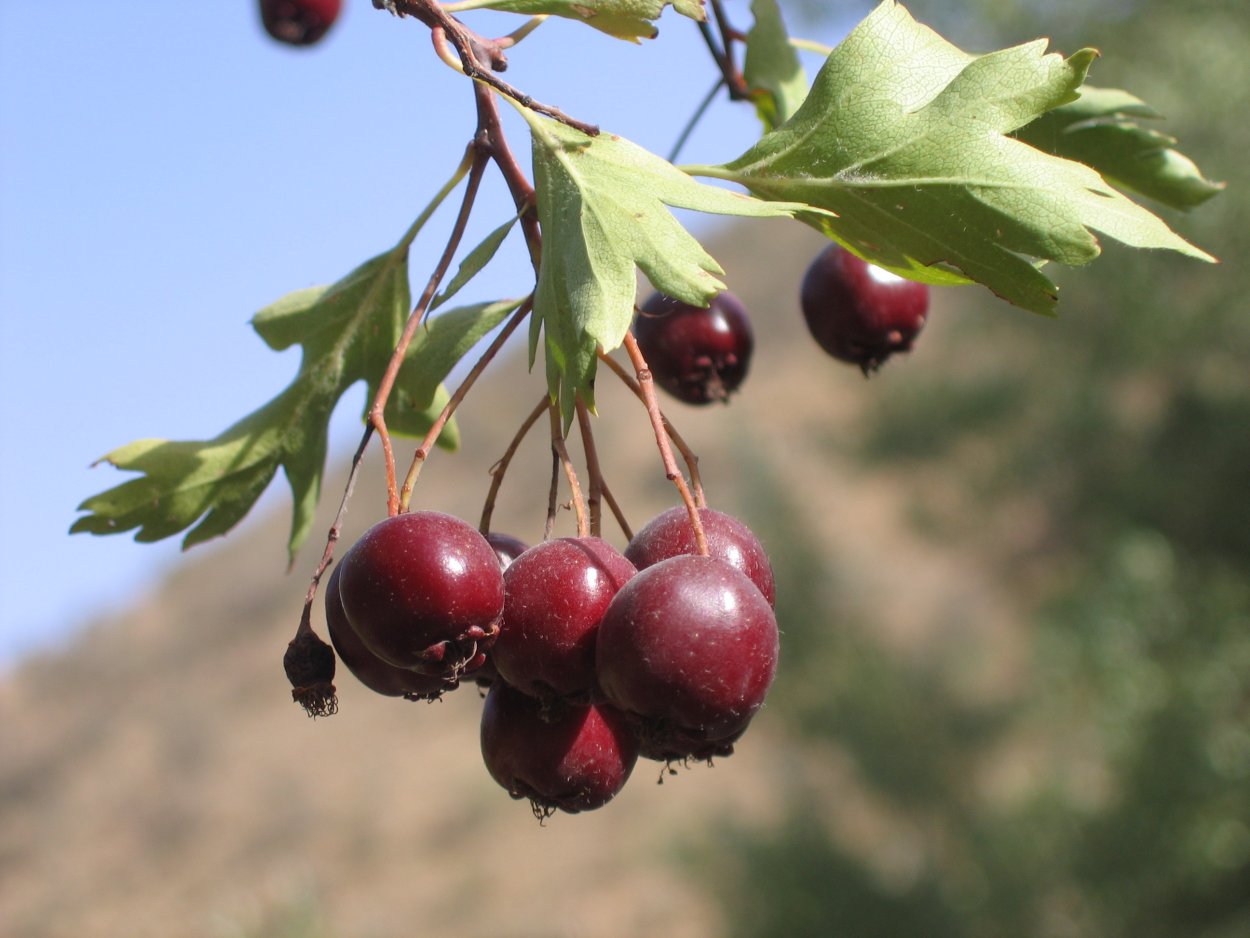 Боярышник клинолистный