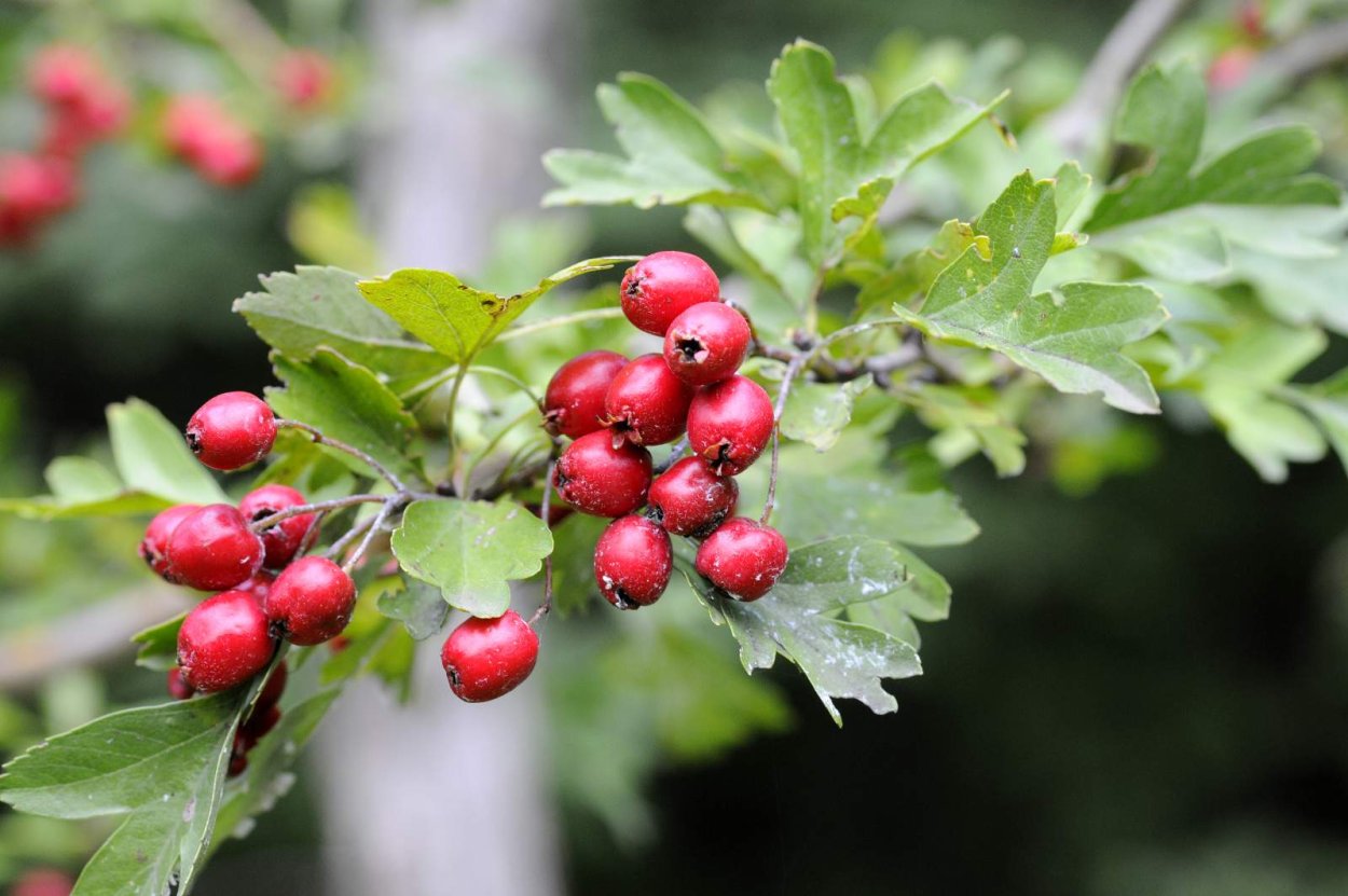Crataegus SP.