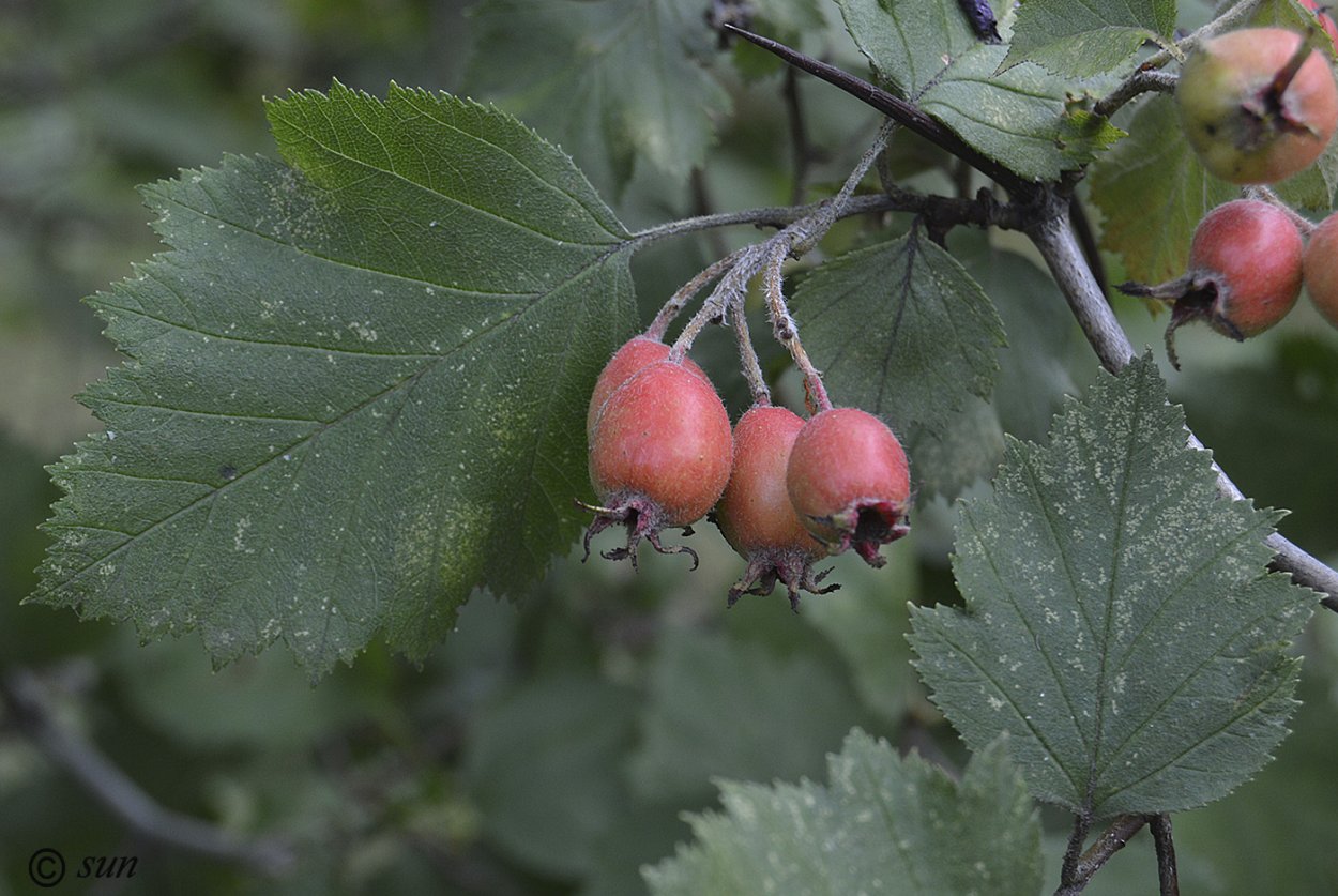 Боярышник пятипестичный (Crataegus pentagyna)