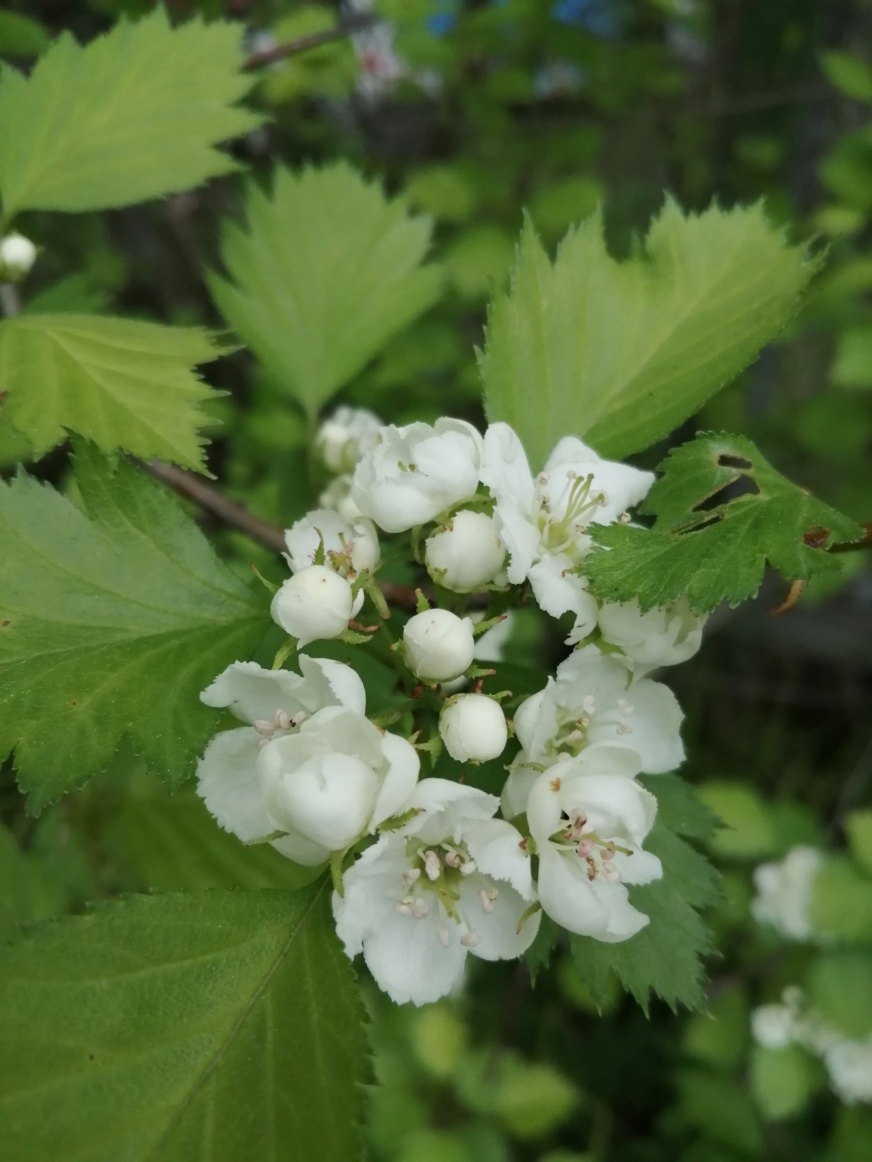 Боярышник черноплодный дерево