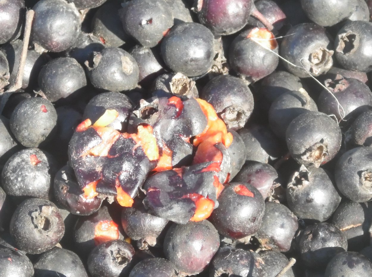 Боярышник пятипестичный куст