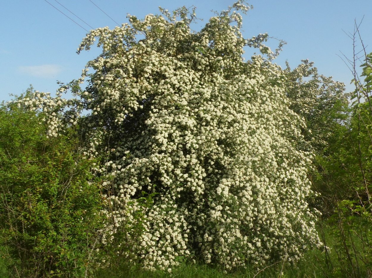 Crataegus pentagyna ..на белом фоне