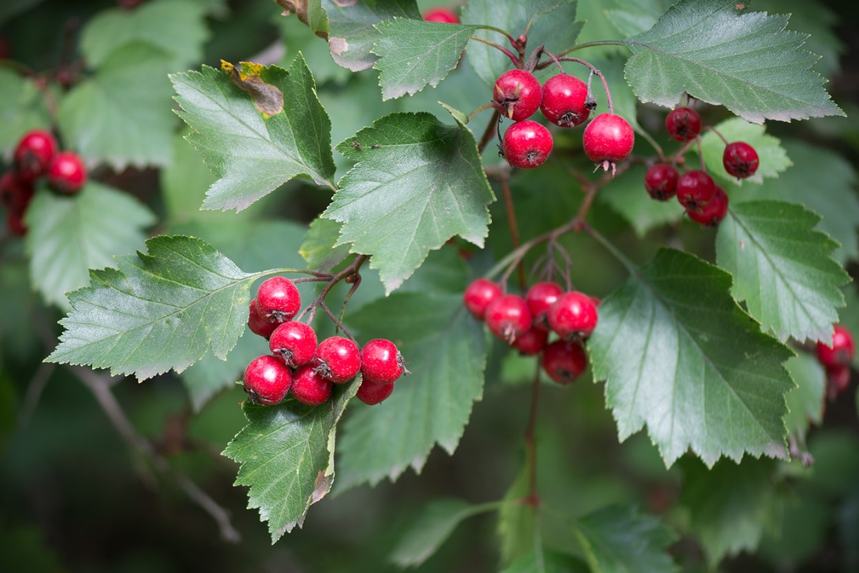 Crataegus Hawthorn