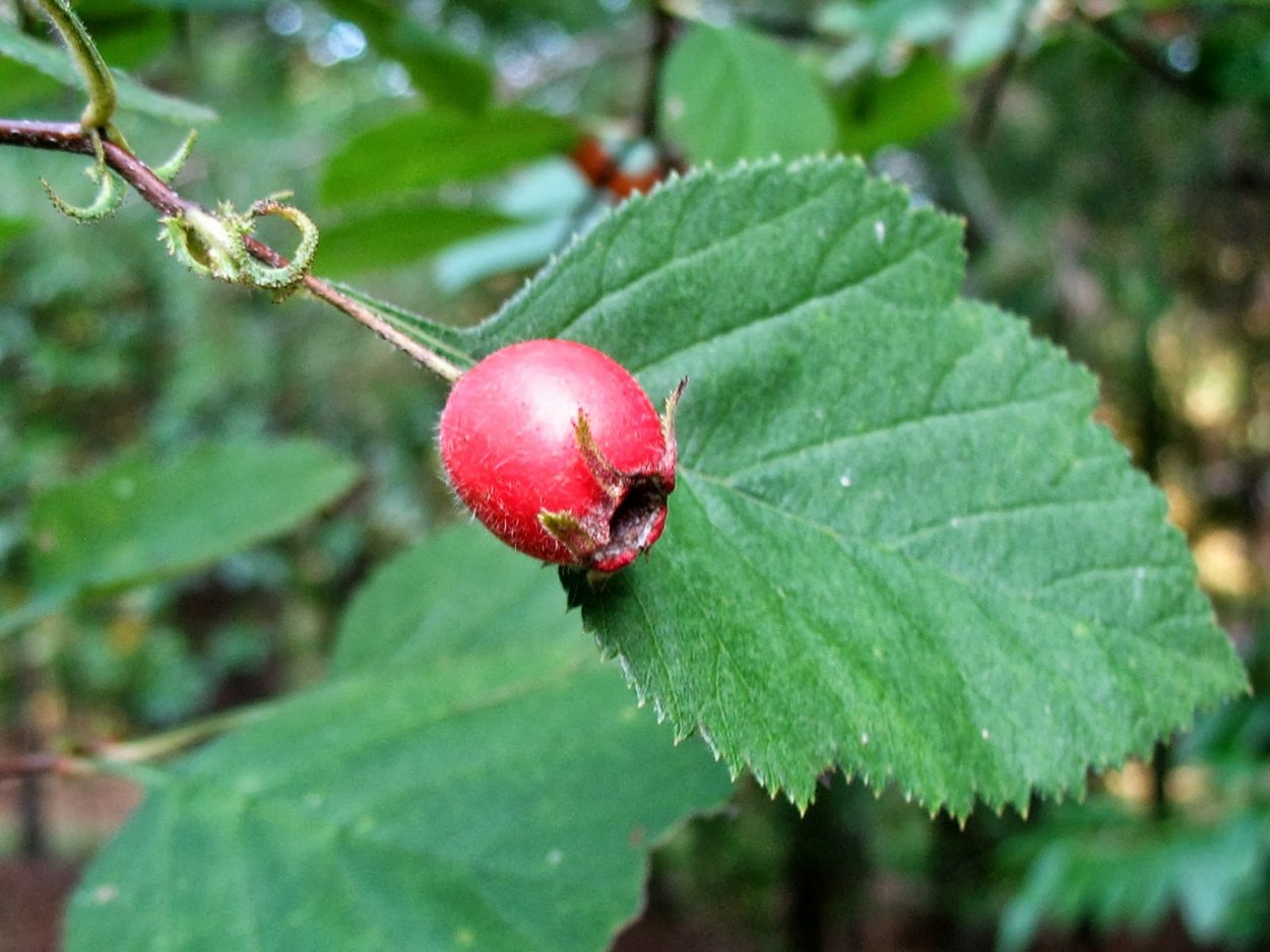 Боярышник пятипестичный (Crataegus pentagyna)
