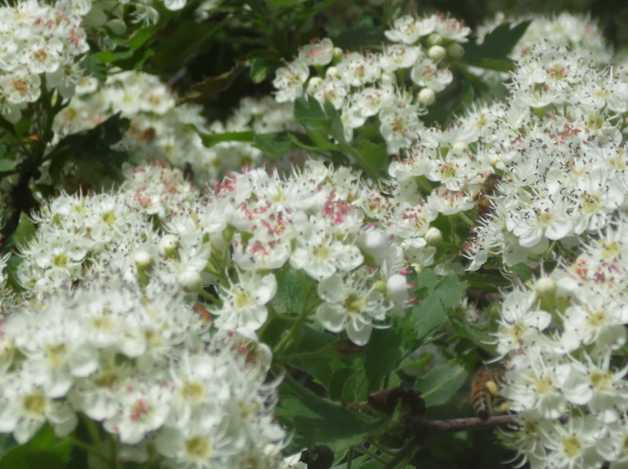 Crataegus pentagyna