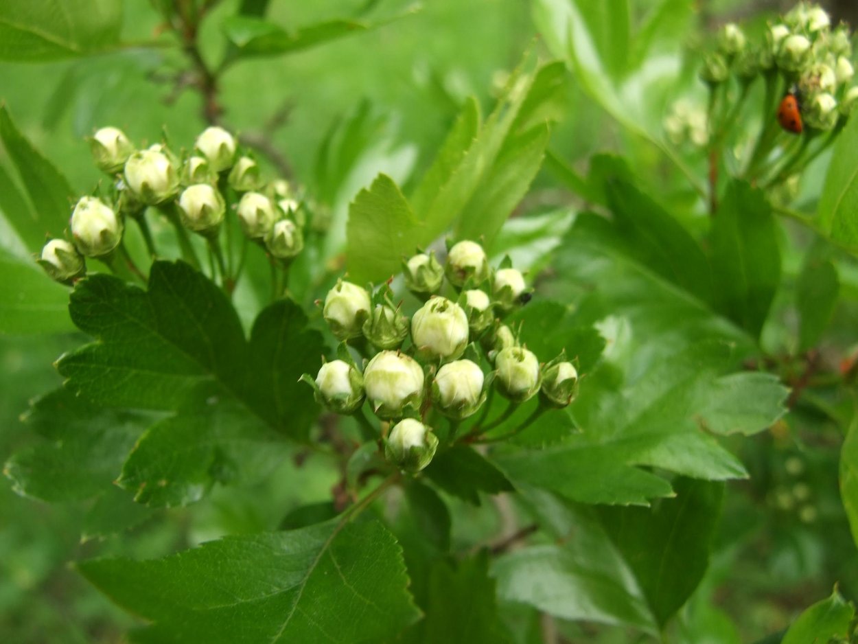 Боярышник Алмаатинский