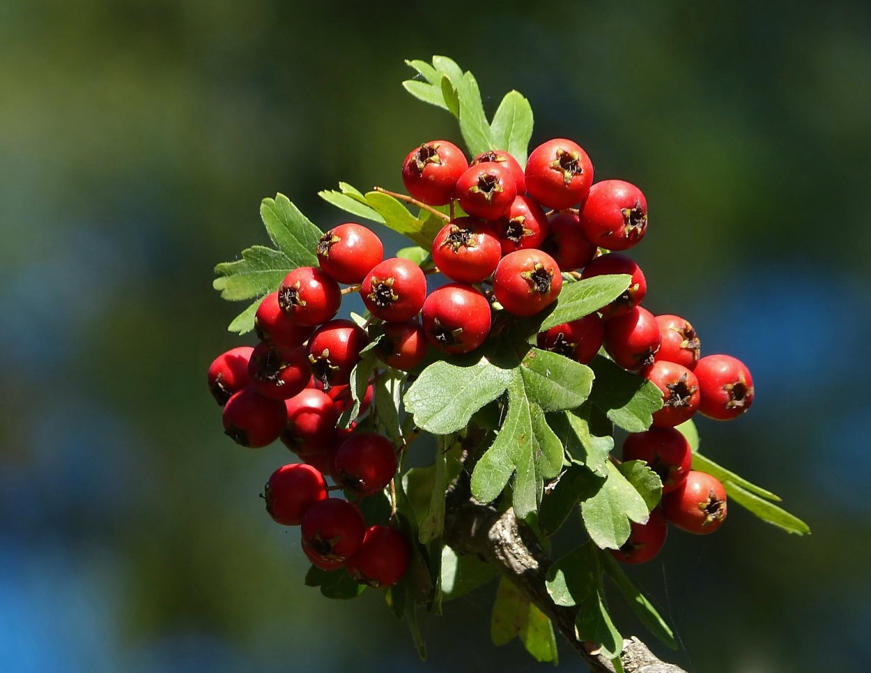 Crataegus monogyna
