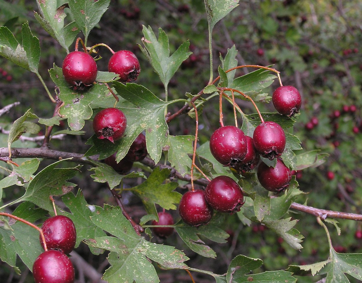 Боярышник пятипестичный (Crataegus pentagyna)