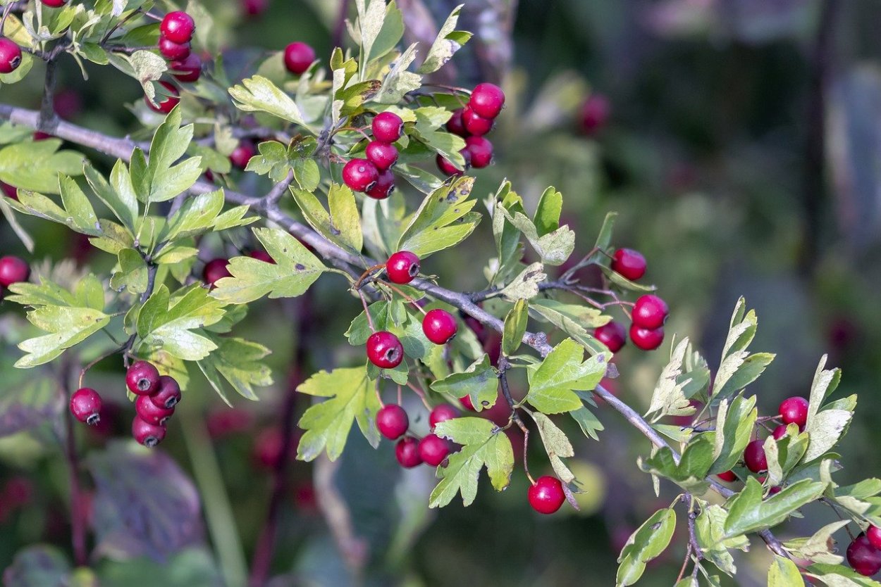 Боярышник однопестичный