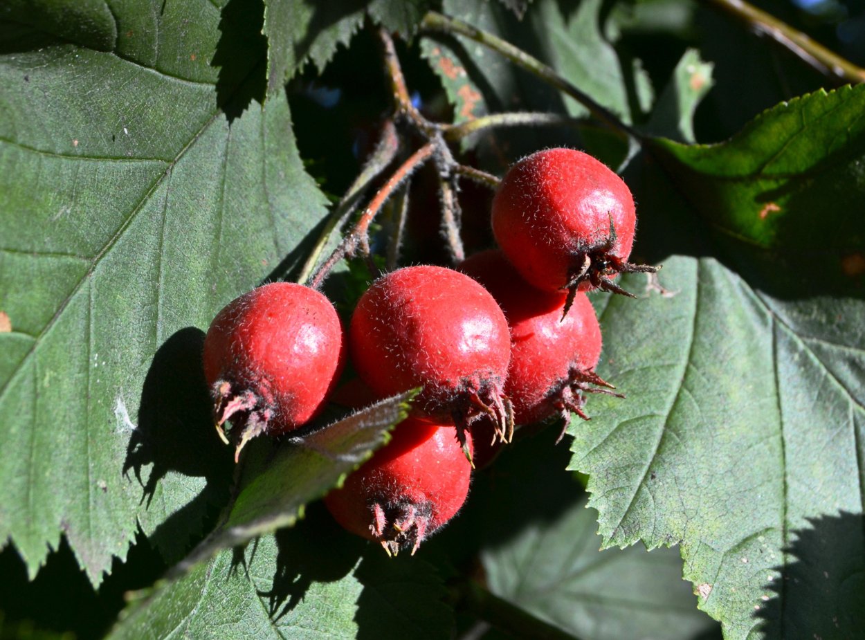 Crataegus turkestanica