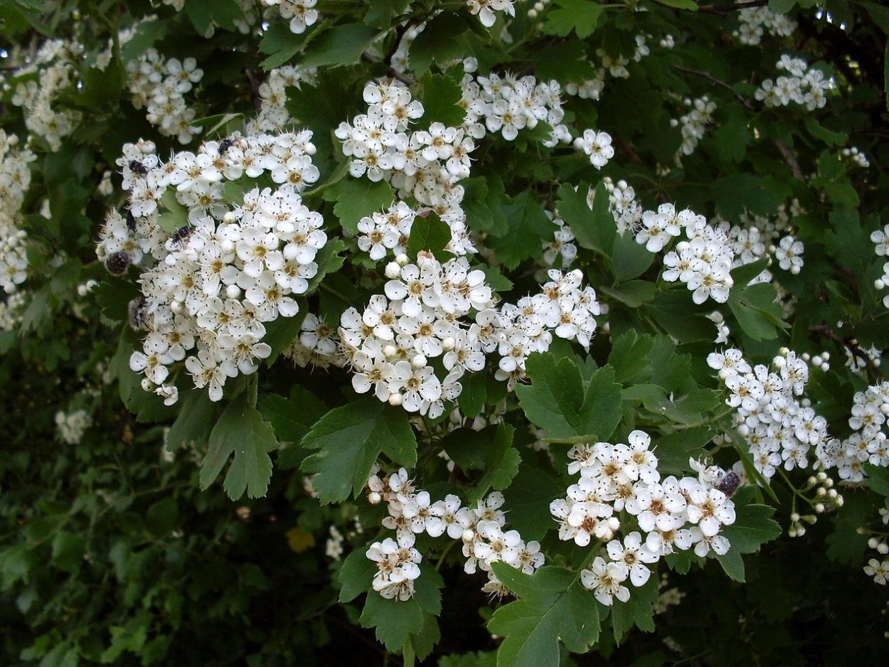 Боярышник пятипестичный (Crataegus pentagyna)