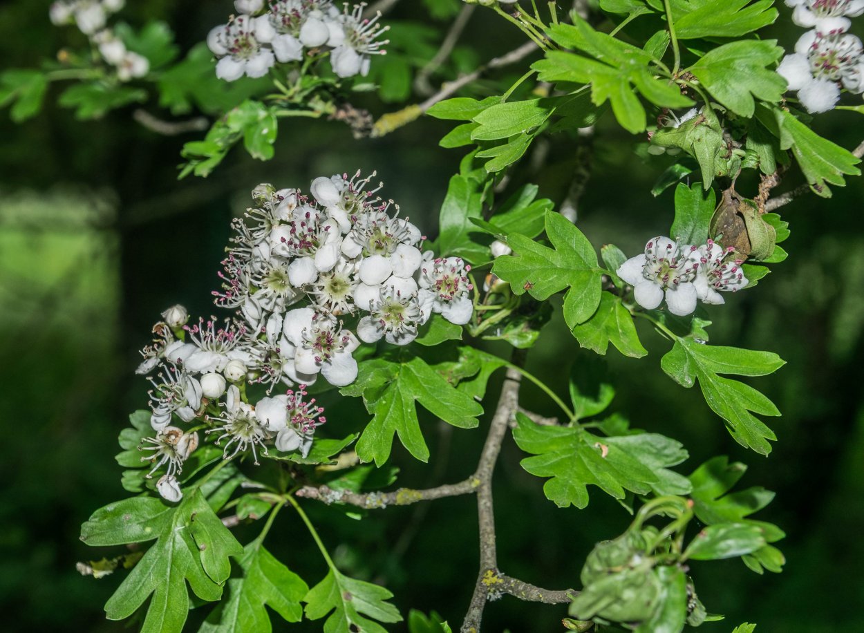 Боярышник остроколючковый