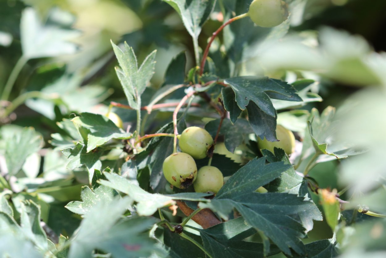 Красногорсклексредства плоды ФАРМАЦВЕТ боярышника 75 г