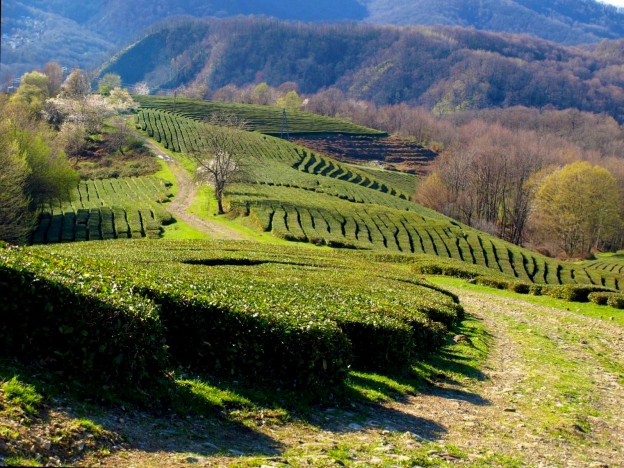 Мацеста чайные плантации