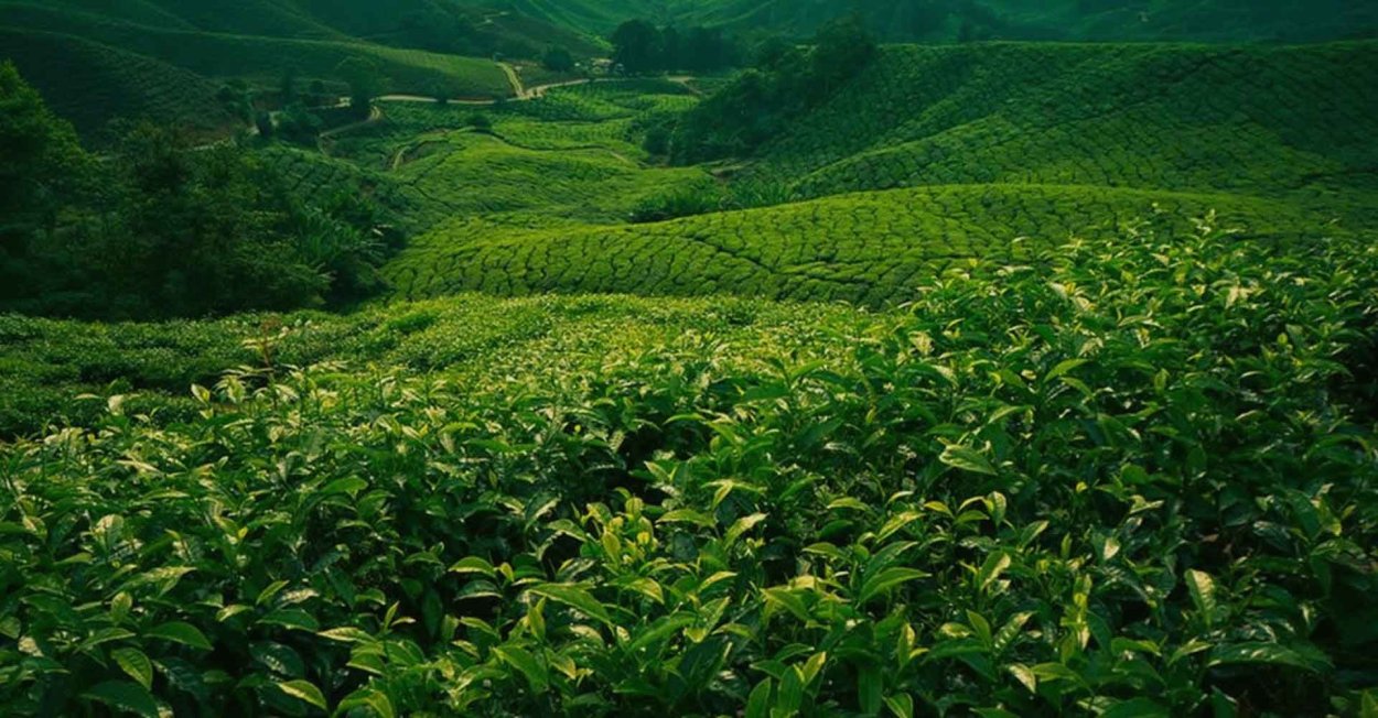 Чайные плантации Мацеста чай