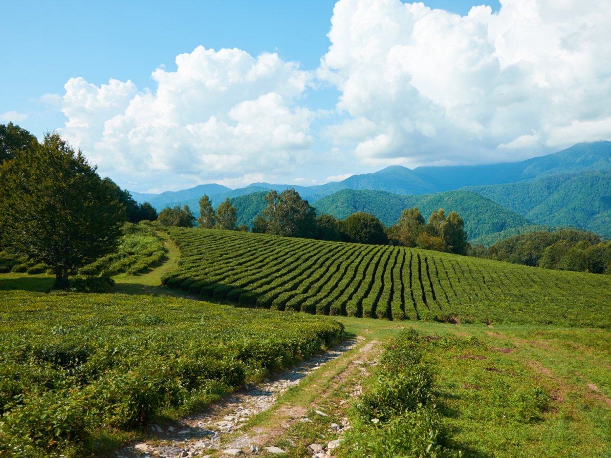 Мацеста чай плантации