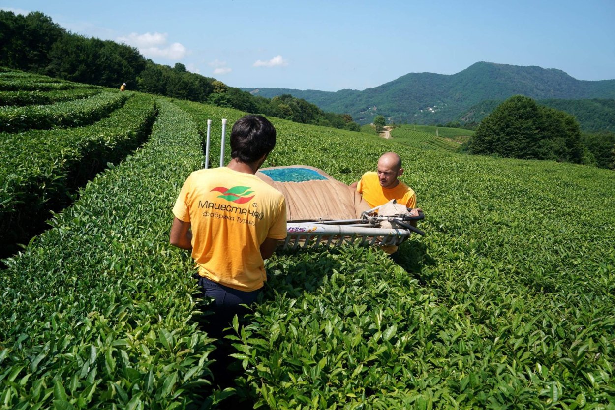 Чайные плантации Сочи Мацеста
