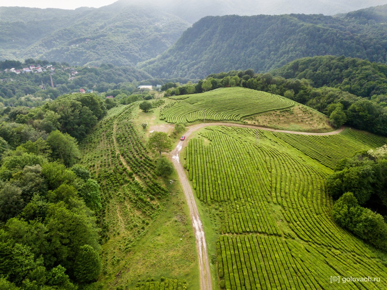 Чайные плантации Мацеста чай