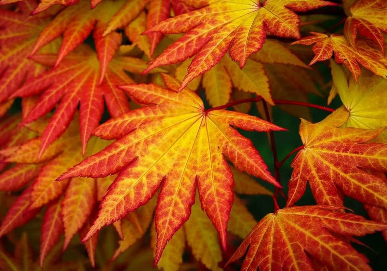 Клен Ширасавы autumn Moon