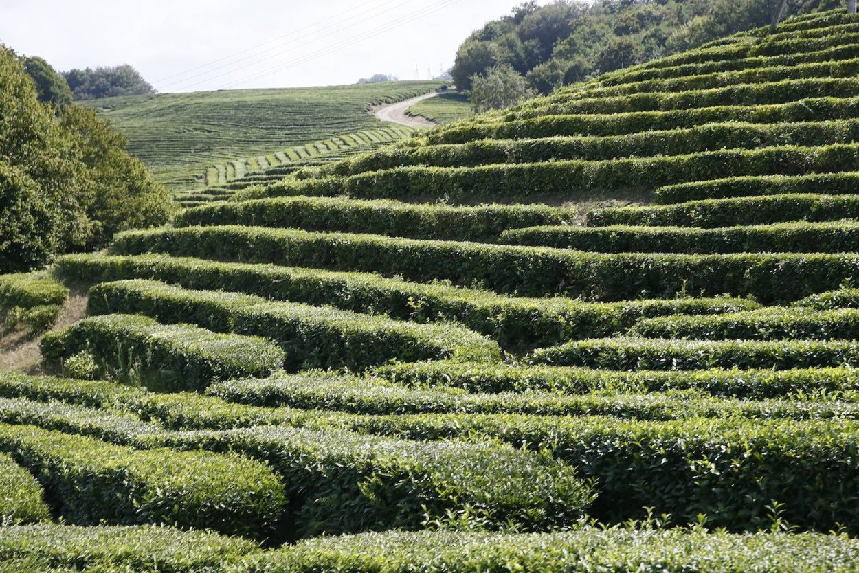Мацеста чайные плантации