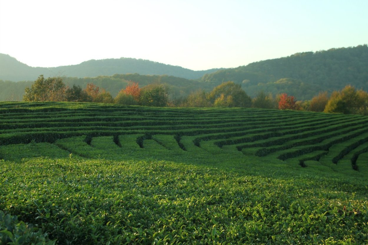 Мацеста чайные плантации