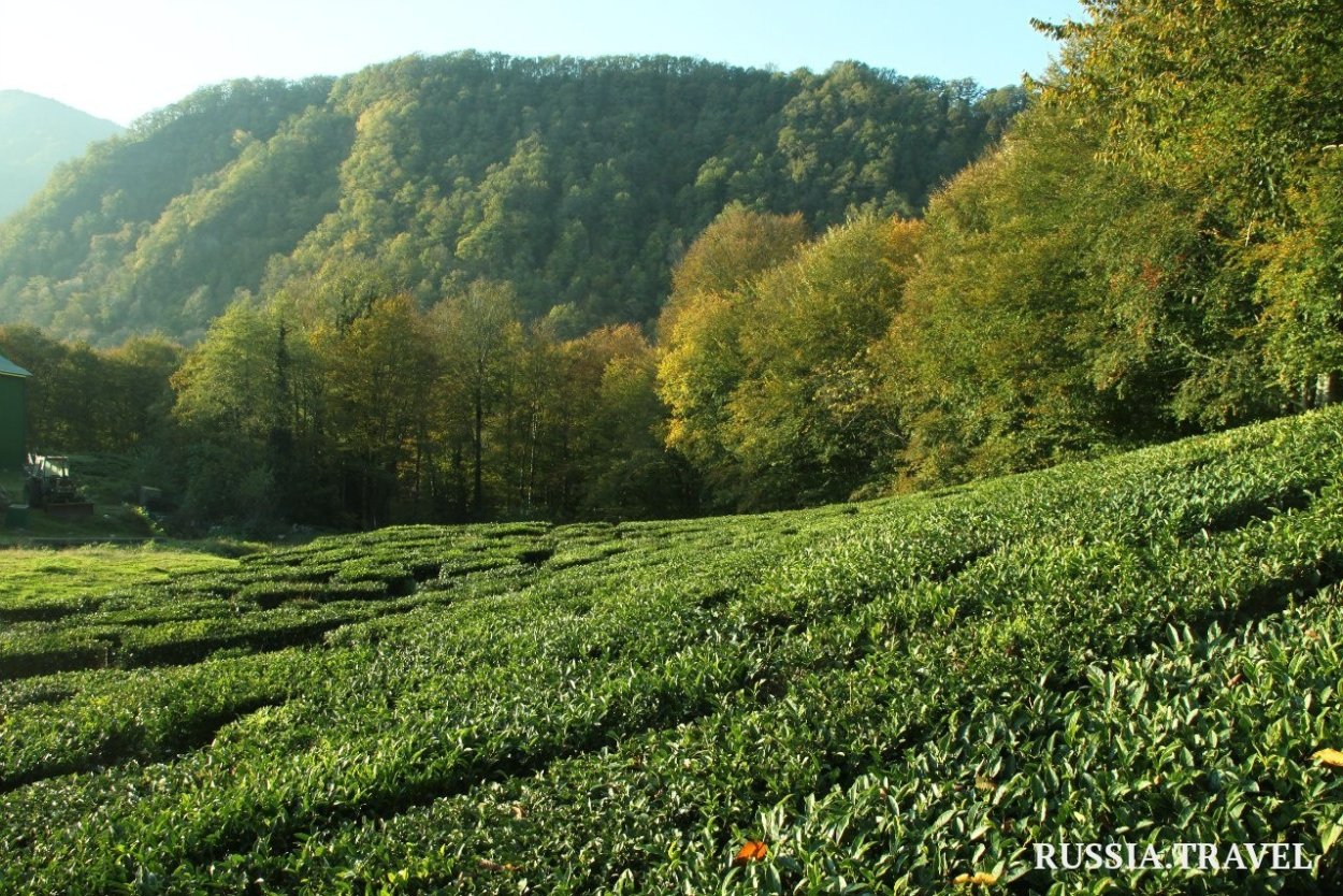 Мацеста чайные плантации экскурсия