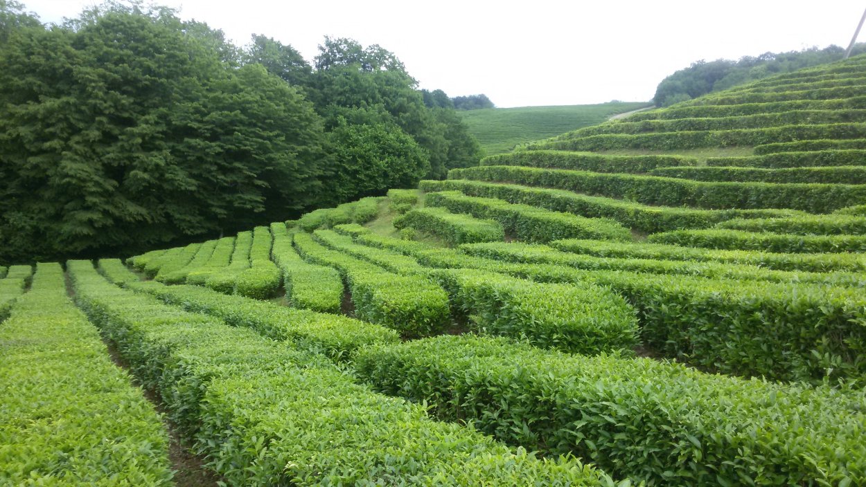 Чайные плантации Дагомыс