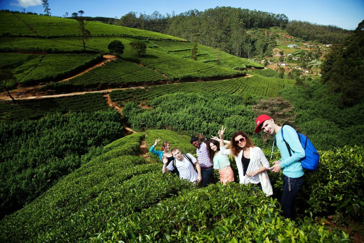 Чайные плантации Сочи Мацеста