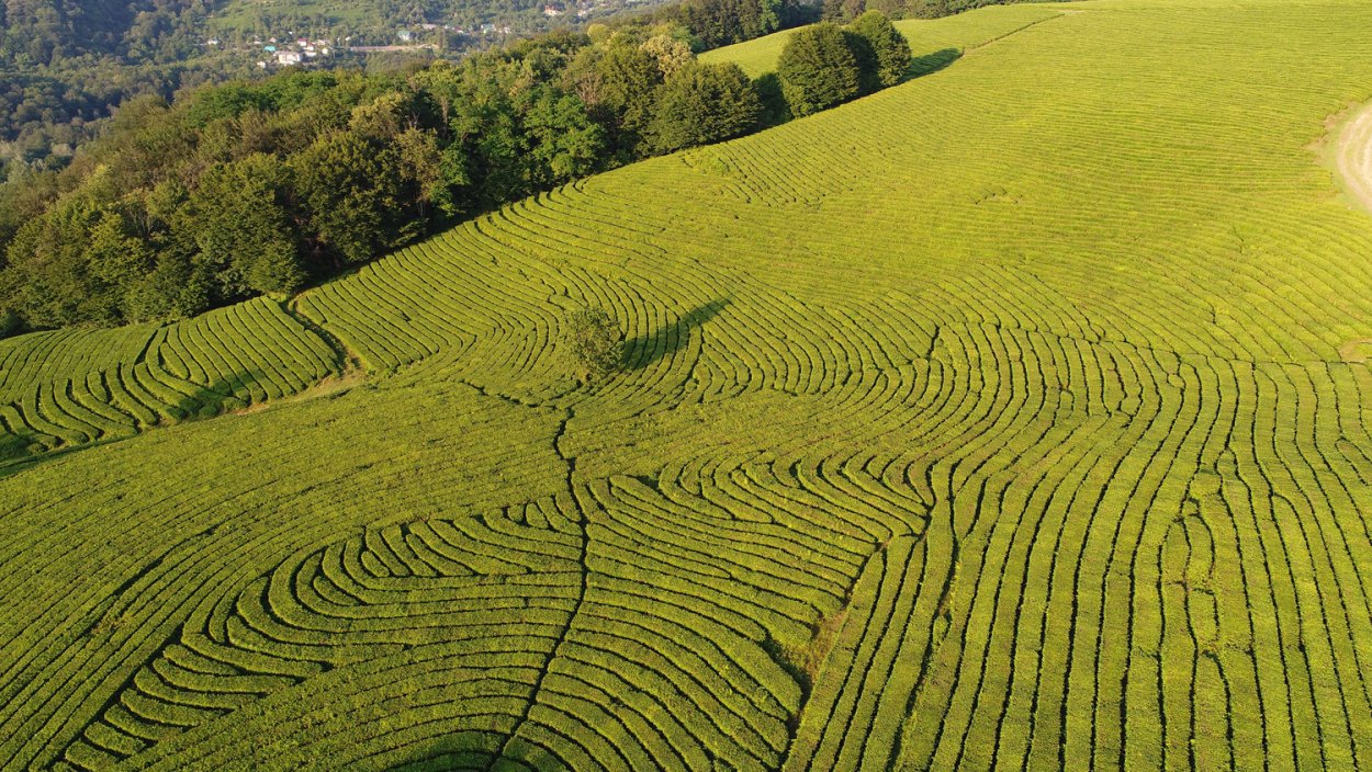 Мацеста чайные плантации