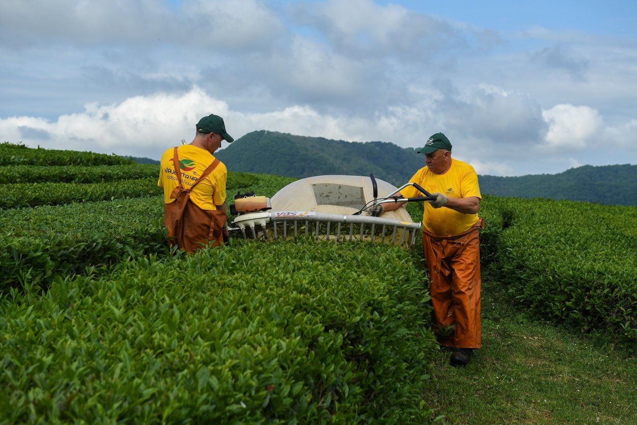 Северная чайная плантация Сочи экскурсии