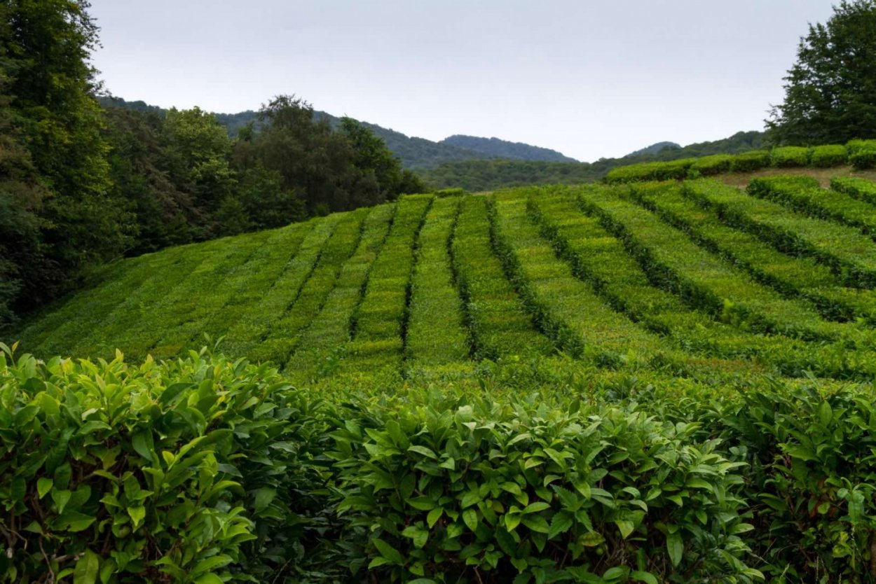 Мацестинская Долина Сочи чайные плантации