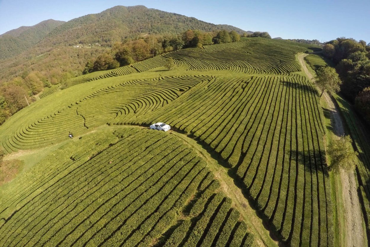 Мацестинская Долина Сочи чайные плантации