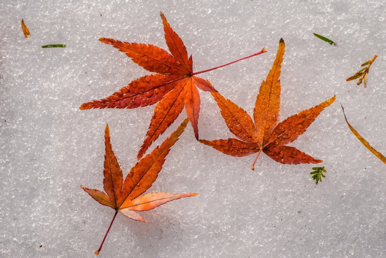 Момидзи в Японии