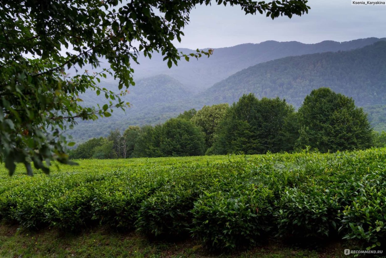 Солох аул Сочи чайные плантации