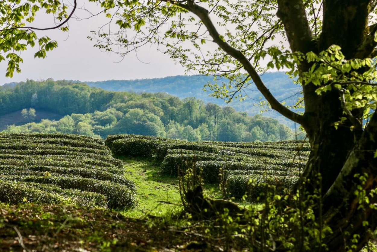 Солох аул Сочи чайные плантации