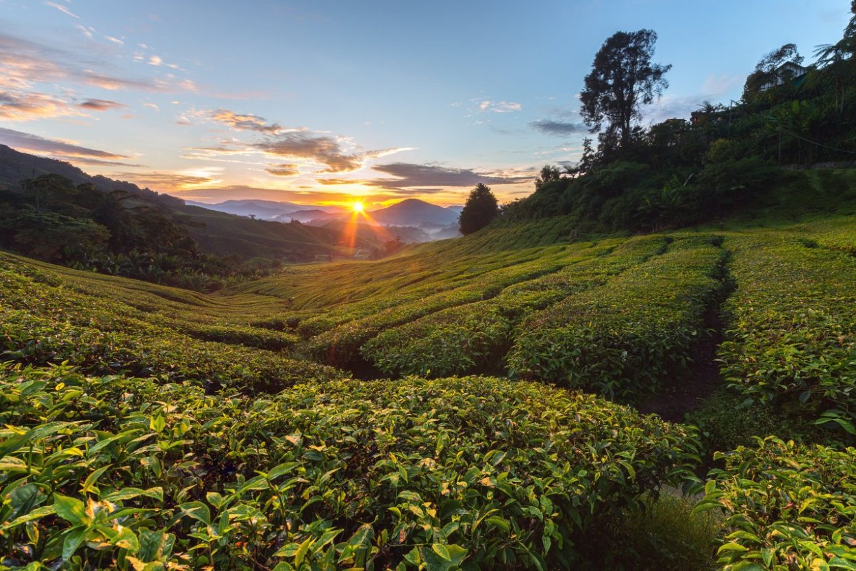 Чайные плантации Мацеста чай