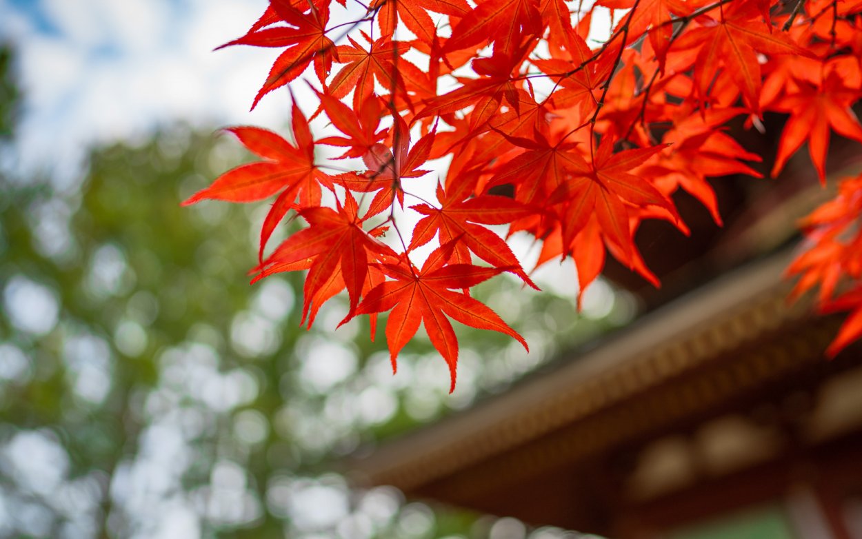 Осенние листья в Японии
