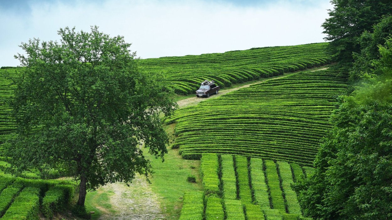 Мацестинская чайная плантация Сочи