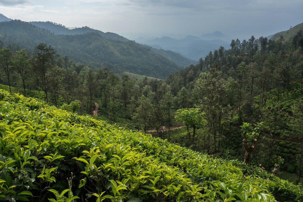 Мацестинская чайная плантация Сочи